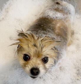Bathing